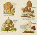 Kleine atlas van paddenstoelen Schilderij Pl 2 - Delachaux Niestlé — weergave van het kunstwerk