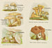 Kleine atlas van de paddenstoelen Pl5 - Delachaux Niestlé — weergave van het kunstwerk