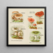 Kleine atlas van de paddenstoelen Pl6 - Delachaux Niestlé — ingelijst kunstwerk aan de muur