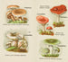 Kleine atlas van de paddenstoelen Pl6 - Delachaux Niestlé — weergave van het kunstwerk