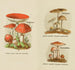 Kleine atlas van de paddenstoelen Pl8 - Delachaux Niestle — weergave van het kunstwerk