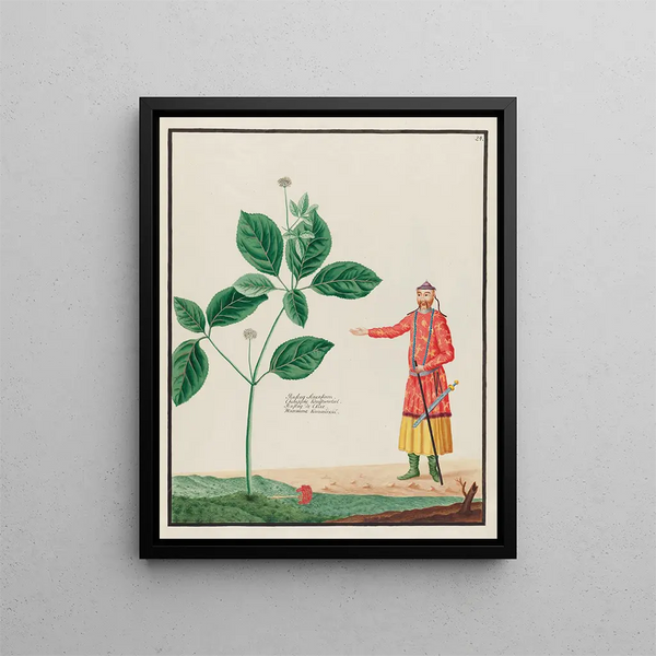 Petr Martynovich Gofman - Ginseng Sinensium.webp