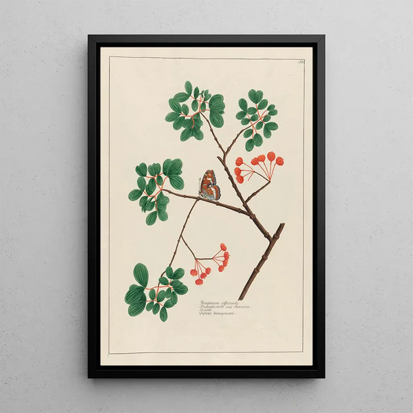 Gaïac officinal - Petr Martynovich Gofman — framed artwork on a wall