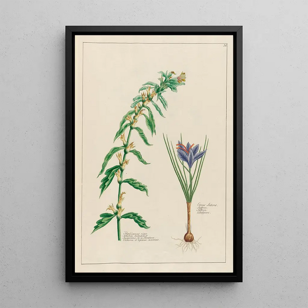 Jusquiame noire et Crocus sativus - Petr Martynovich Gofman — framed artwork on a wall