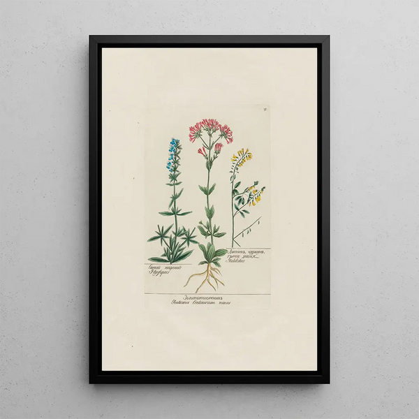 Hysope Gentiane Centaurium minus Mélilot - Petr Martynovich Gofman — framed artwork on a wall
