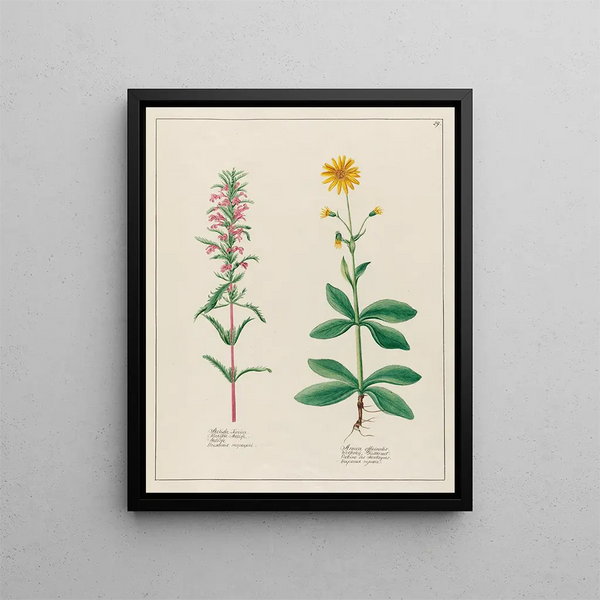 Petr Martynovich Gofman - Melissa Turcica and Arnica officinalis.webp