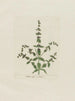 Menthe croustillante - Petr Martynovich Gofman — weergave van het kunstwerk