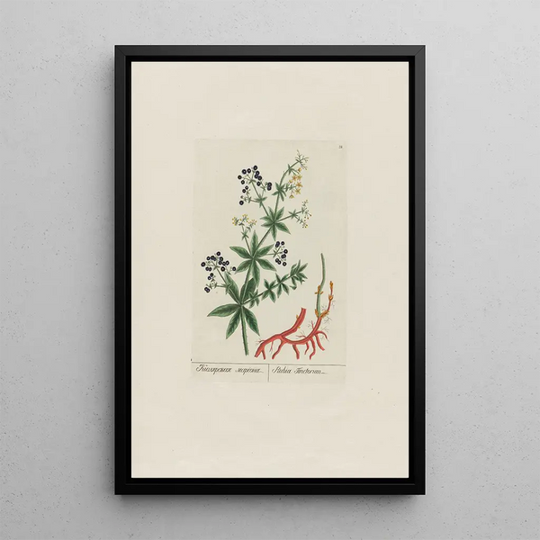 Garance des teinturiers - Petr Martynovich Gofman — framed artwork on a wall
