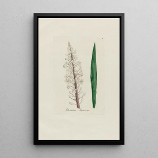 Petr Martynovich Gofman - Scilla maritima.webp