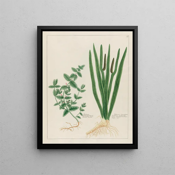 Petr Martynovich Gofman - Scordium and Calamus Aromaticus.webp