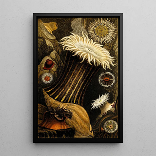 Philip Henry Gosse - Sagartia nivea S miniata Stroglodytes S parasitica.webp