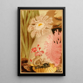 Philip Henry Gosse - The Plumose Anemone.webp