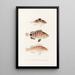 Fauna japonica Pl007 - Philipp Franz Balthasar von Siebold — framed artwork on a wall