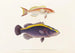 Fauna japonica Pl008 - Philipp Franz Balthasar von Siebold — artwork view