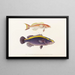 Fauna japonica Pl008 - Philipp Franz Balthasar von Siebold — framed artwork on a wall