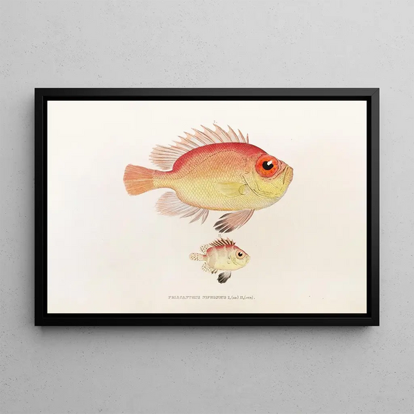 Philipp Franz Balthasar von Siebold - Fauna japonica Pl011.webp