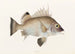 Fauna japonica Pl012 - Philipp Franz Balthasar von Siebold — artwork view