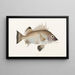 Fauna japonica Pl012 - Philipp Franz Balthasar von Siebold — framed artwork on a wall