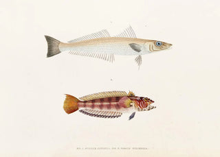 Philipp Franz Balthasar von Siebold - Fauna japonica Pl016.webp