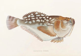 Philipp Franz Balthasar von Siebold - Fauna japonica Pl017.webp