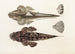 Fauna Japonica Pl025 - Philipp Franz Balthasar von Siebold — artwork view