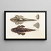 Fauna Japonica Pl025 - Philipp Franz Balthasar von Siebold — framed artwork on a wall