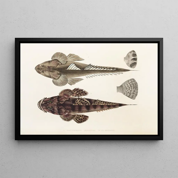 Fauna japonica Pl025 - Philipp Franz Balthasar von Siebold — ingelijst kunstwerk aan de muur