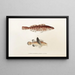 Fauna japonica Pl034 - Philipp Franz Balthasar von Siebold — framed artwork on a wall