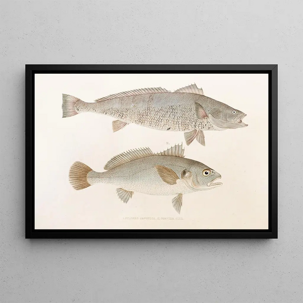 Fauna japonica Pl036 - Philipp Franz Balthasar von Siebold — ingelijst kunstwerk aan de muur