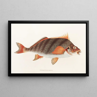 Philipp Franz Balthasar von Siebold - Fauna japonica Pl042.webp