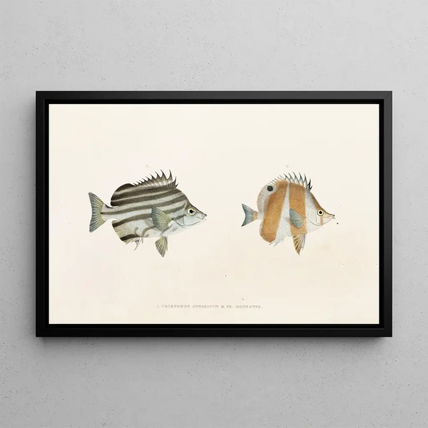 Fauna japonica Pl054 - Philipp Franz Balthasar von Siebold — ingelijst kunstwerk aan de muur