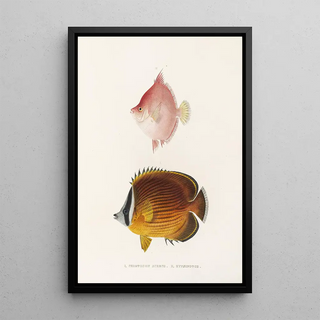 Philipp Franz Balthasar von Siebold - Fauna japonica Pl055.webp