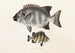 Faune japonaise Pl059 - Philipp Franz Balthasar von Siebold — artwork view