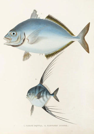 Philipp Franz Balthasar von Siebold - Fauna japonica Pl073.webp