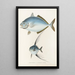 Fauna japonica Pl073 - Philipp Franz Balthasar von Siebold — framed artwork on a wall