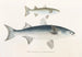 Fauna japonica, Pl086 - Philipp Franz Balthasar von Siebold — artwork view