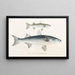 Fauna japonica, Pl086 - Philipp Franz Balthasar von Siebold — framed artwork on a wall