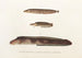 Fauna japonica Pl087 - Philipp Franz Balthasar von Siebold — artwork view