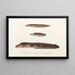 Fauna japonica Pl087 - Philipp Franz Balthasar von Siebold — framed artwork on a wall