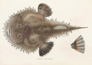 Philipp Franz Balthasar von Siebold - Fauna japonica Pl095.webp