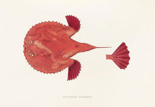 Philipp Franz Balthasar von Siebold - Fauna japonica Pl097.webp