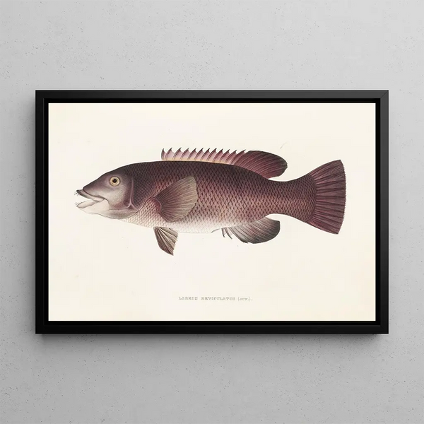 Fauna japonica Pl098 - Philipp Franz Balthasar von Siebold — ingelijst kunstwerk aan de muur