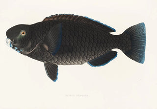 Philipp Franz Balthasar von Siebold - Fauna japonica Pl105.webp