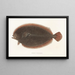 Japanese Fauna Pl110 - Philipp Franz Balthasar von Siebold — framed artwork on a wall