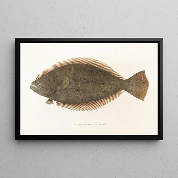 Fauna japonica Pl111 - Philipp Franz Balthasar von Siebold — ingelijst kunstwerk aan de muur