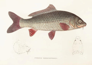 Philipp Franz Balthasar von Siebold - Fauna japonica Pl113.webp