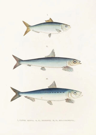 Philipp Franz Balthasar von Siebold - Fauna japonica Pl124.webp