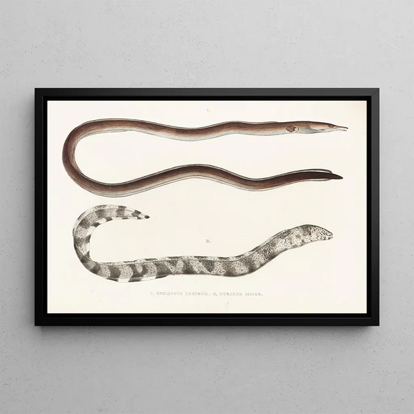 Fauna japonica Pl132 - Philipp Franz Balthasar von Siebold — ingelijst kunstwerk aan de muur