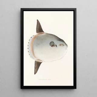 Philipp Franz Balthasar von Siebold - Fauna japonica Pl144.webp