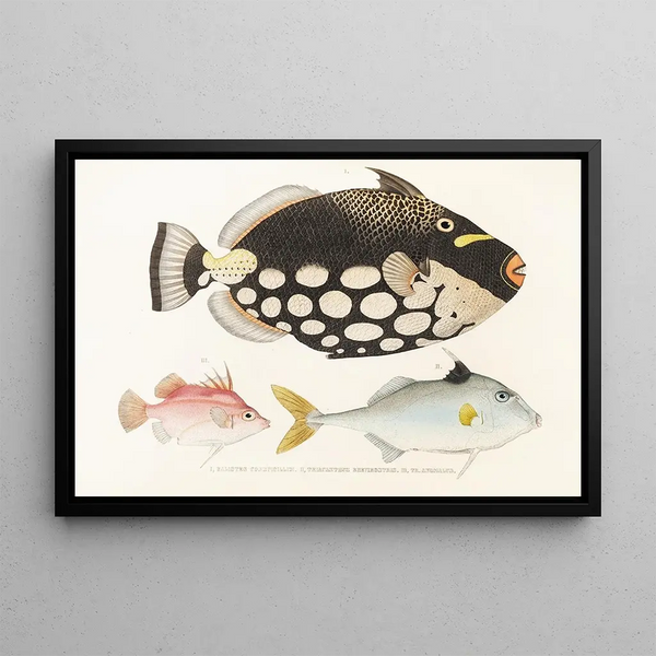 Japanse fauna Pl146 - Philipp Franz Balthasar von Siebold — ingelijst kunstwerk aan de muur